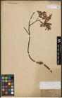 Foto von Salix silesiaca Willd.